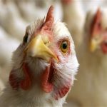 Dėl paukščių gripo įvesti apribojimai paukštienos įvežimui iš Ukrainos