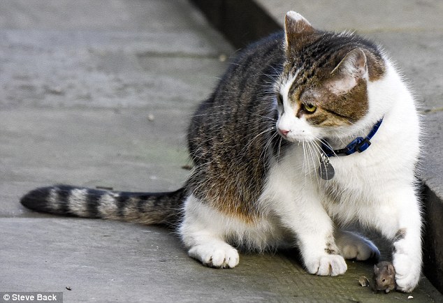 Didžioji Britanija: katinas Laris gali netekti darbo premjero rezidencijoje