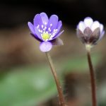 Astrologinė prognozė balandžio 15-ajai, šeštadieniui