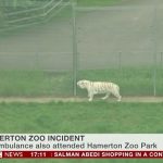 Didžiojoje Britanijoje zoologijos sodo darbuotoja tapo tigro auka