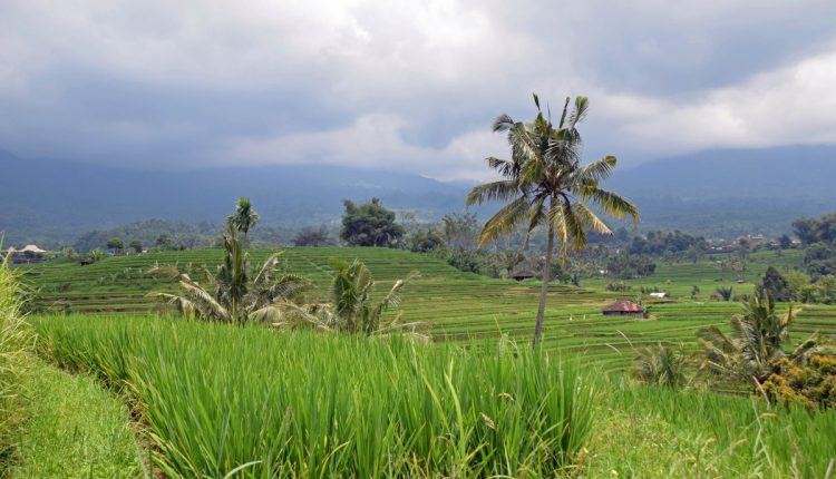 Pasaulio mokslininkai ir biologai šokiruoti: Indonezijoje nufilmuotas tikras nykštukas?