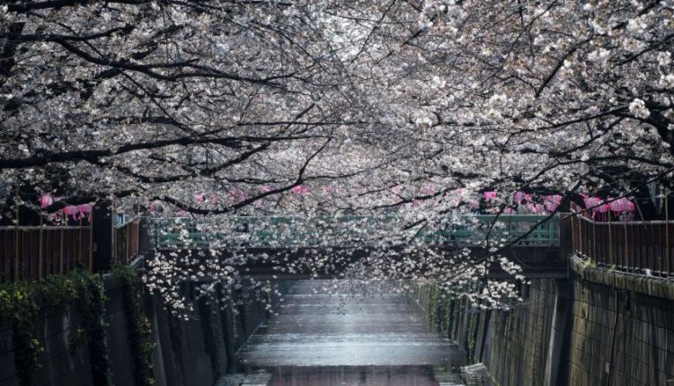Tokijuje oficialiai prasidėjo pavasaris: pražydo sakuros
