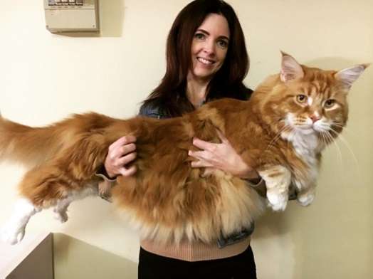 Paviešino, kaip atrodo ir kiek sveria didžiausias pasaulyje katinas