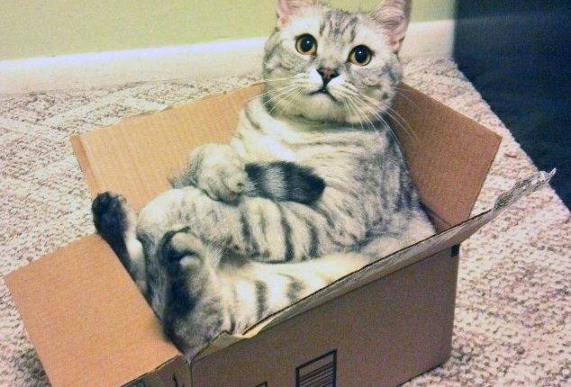 Kodėl katės negali atsispirti dėžutėms?